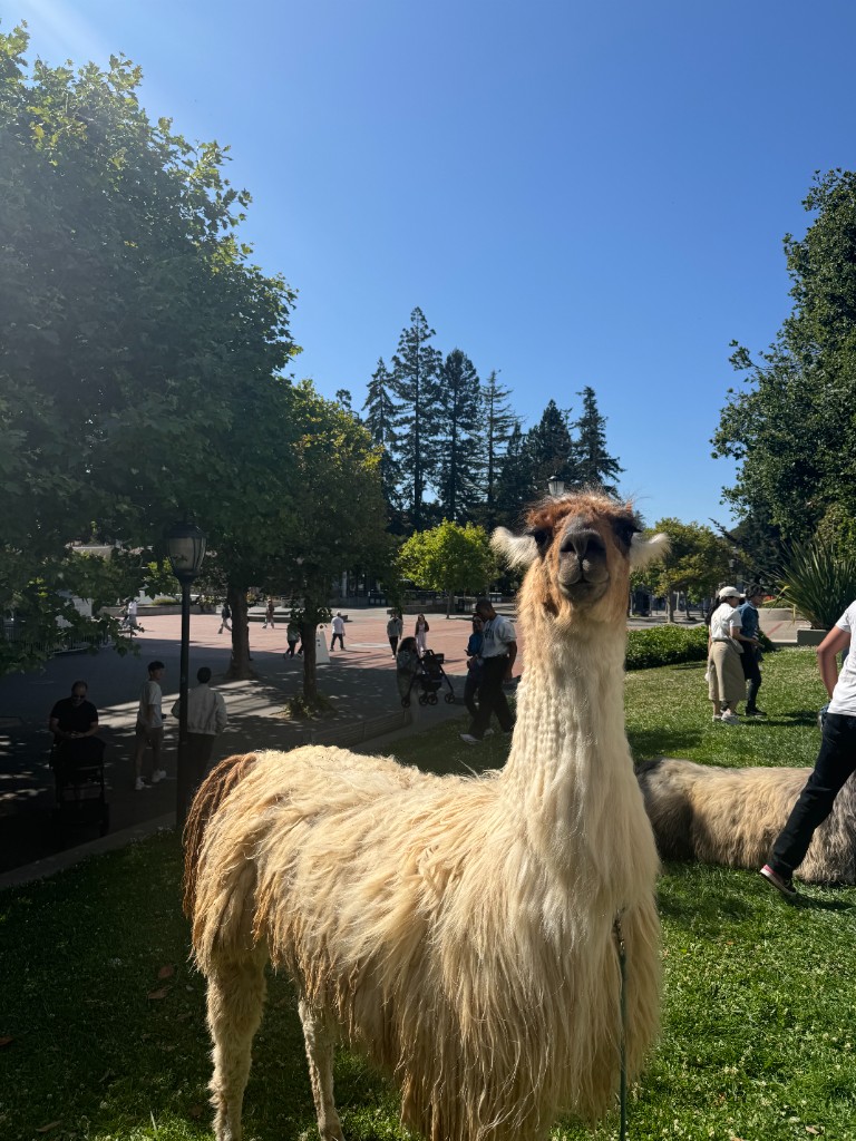 A llama on the UC Berkeley campus during AI Hackathon 2025